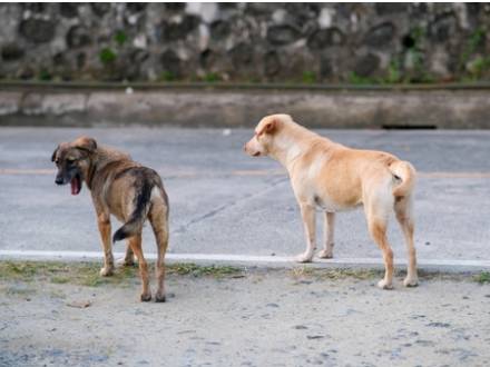 Naperville, IL dog bite attorney